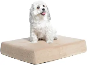 Best Dog Bed for Hip Dysplasia 2022