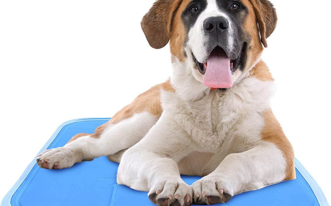Green Pet Shop Dog Cooling Mat Review 2022