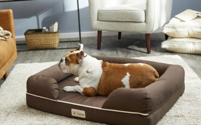 Best Dog Bed for Great Danes 2022