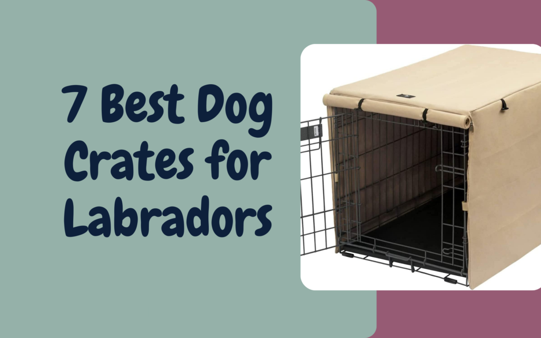 7 Best Dog Crates for Labradors