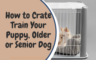 How to Correctly Crate Train Puppies, Older and Senior Dogs